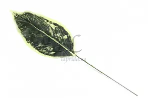 Листя Педілантус