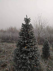 Ялина колюча, Picea pungens var.'Glauca Majestic', 100 см