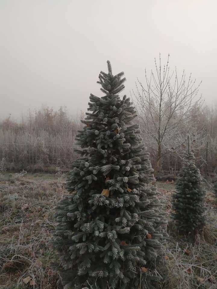 Ялина колюча, Picea pungens var.'Glauca Majestic', 100 см, фото 1