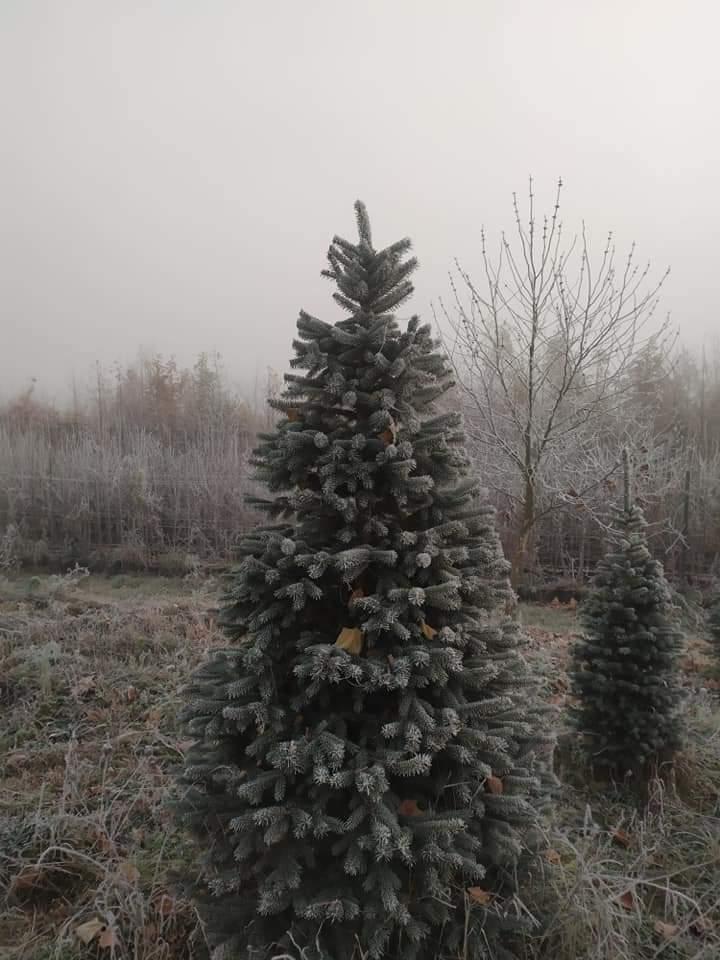 Ялина колюча, Picea pungens var.'Glauca Majestic', 100 см