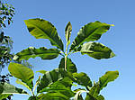 Magnolia macrophylla, Магнолія великолисна, 70 см, фото 7
