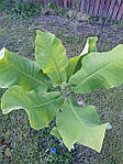 Magnolia macrophylla, Магнолія великолисна, 70 см, фото 5