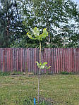 Magnolia macrophylla, Магнолія великолисна, 70 см, фото 10