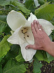 Magnolia macrophylla, Магнолія великолисна, 70 см, фото 6