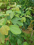 Sassafras albidum, Сафарс білявій, Сасафрас білий, 150 см., фото 4