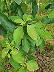 Sassafras albidum, Сафарс білявій, Сасафрас білий, 150 см., фото 6