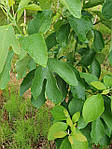 Sassafras albidum, Сафарс білявій, Сасафрас білий, 150 см., фото 7