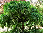 Софора японська, Sophora japonica, 120 см, фото 6