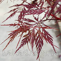 Клен японський Фаєркрекер / С12 Штамб h 70-90 / Acer Firecracker, фото 5