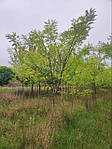 Софора японська, Sophora japonica, 350 см, фото 6