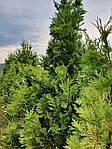 Туя західна Ауреоспіката, Thuja occidentalis 'Aureospicata', 160 см, фото 4