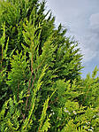 Туя західна Ауреоспіката, Thuja occidentalis 'Aureospicata', 160 см, фото 6