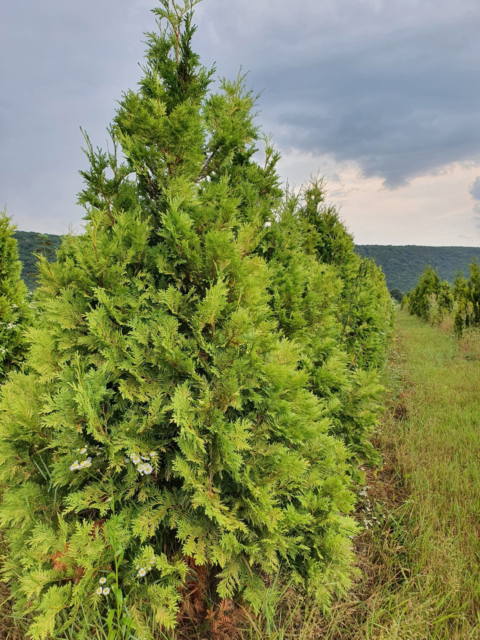 Туя західна Ауреоспіката, Thuja occidentalis 'Aureospicata', 160 см