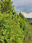 Туя західна Ауреоспіката, Thuja occidentalis 'Aureospicata', 160 см, фото 7