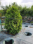 Туя західна Вареана Лютесценс, Thuja occidentalis 'Wareana Lutescens', 200 см, фото 2