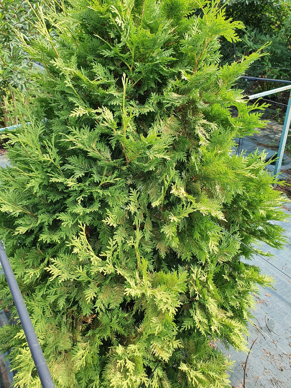 Туя западная Вареана Лютесценс, Thuja occidentalis 'Wareana Lutescens', 200 см - фото 3 - id-p747725158