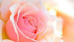 Фон 99 Вафельна картинка 