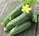 Насіння огірок Аристократ F1 самозапильний 10 шт., фото 6