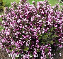 Вейгела квітуча "Nana Purpurea"