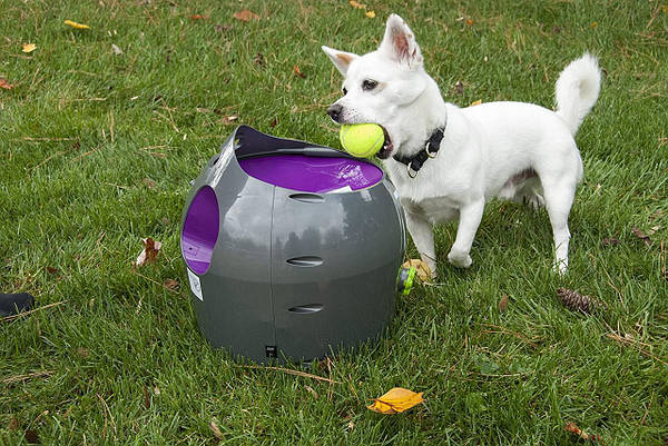 Petsafe automatic ball launcher sales