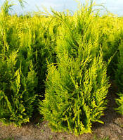 Кипарисовик лавсона Ivonne(CHAMAECYPARIS LAWSONIANA 'IVONNE'(КИПАРИСОВИК ЛАВСОНА 'ІВОНН')