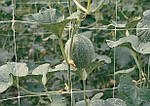 Сітка Tenax Ортинет 1.7х10 м для огірків, квітів, фото 5
