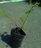 Калина Бульденеж 2 роки, фото 2