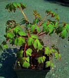 Деревоподібна півонія, різновиди 3 року, фото 2