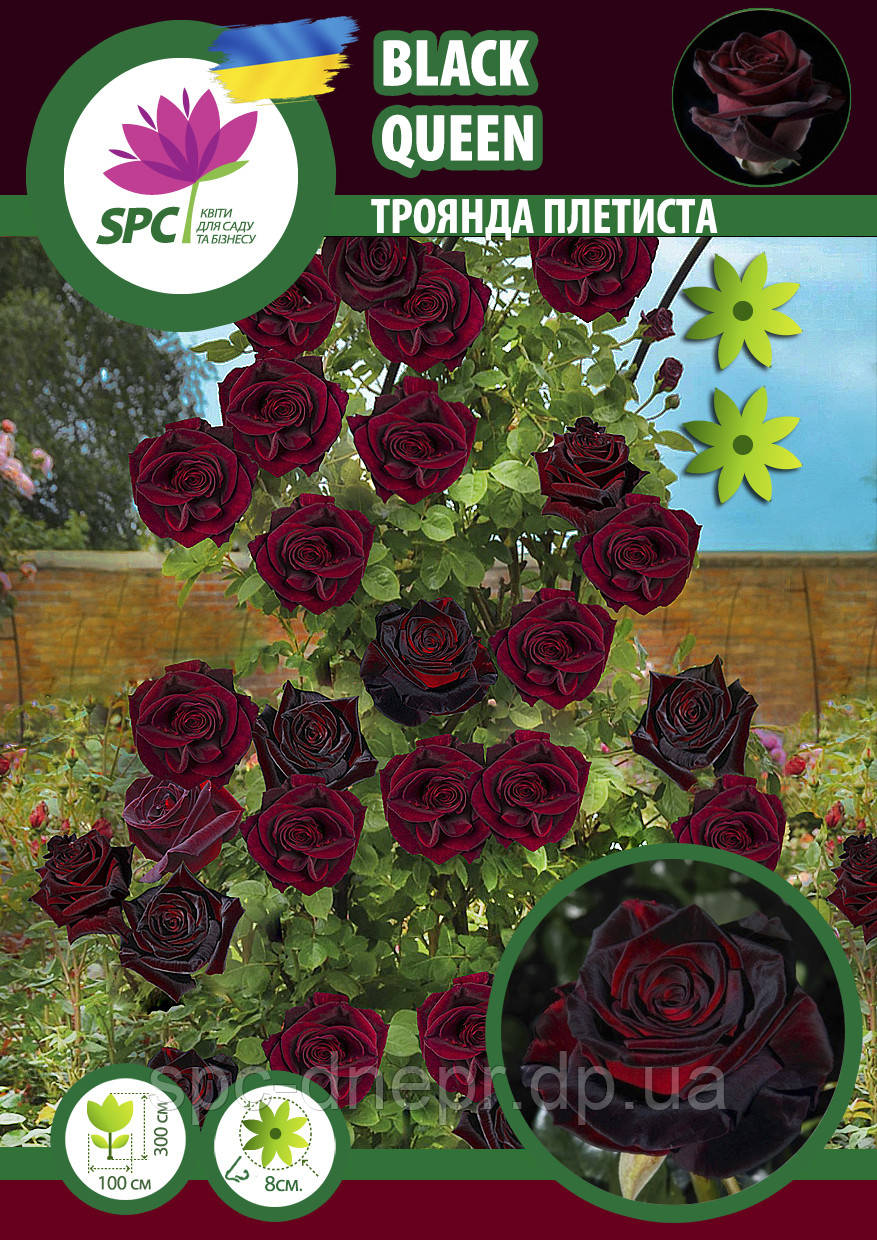 Троянда в'юнка Black Queen