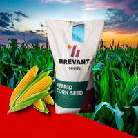 Семена кукурузы МТ Матадо ФАО: 380