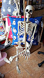 Скелет человека на Хэллоуин, 90 см, фото 4