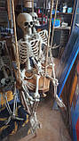 Скелет человека на Хэллоуин, 90 см, фото 5