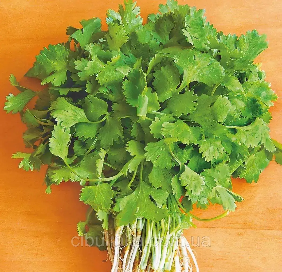 Коріандр салатний Слоуболт Hem Zaden/Нідерланди 10 г, фото 1