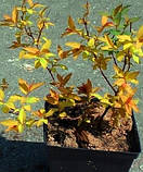 Спірея Голд Флейм 2года, фото 3