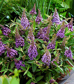 Буддлея батерфляй кенді Ліла Світхарт \ Buddleja dav. Butterfly Candy®Lila Sweetheart ( саджанці 3 роки С2л)