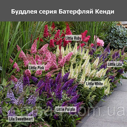 Буддлея батерфляй Кенді Літл Пінк ( саджанці 3 роки С2л ), фото 2