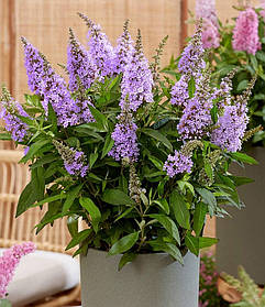 Буддлея батервляй кенді Літл Ліла \ Buddleja dav. Butterfly Candy®Little Lila ( саджанці 3 роки С2 )