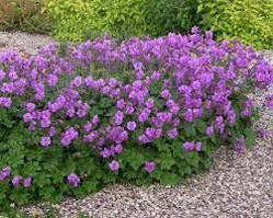 . Герань кантабрійська, Geranium cantabrigense Розсада в контейнерах Д5.