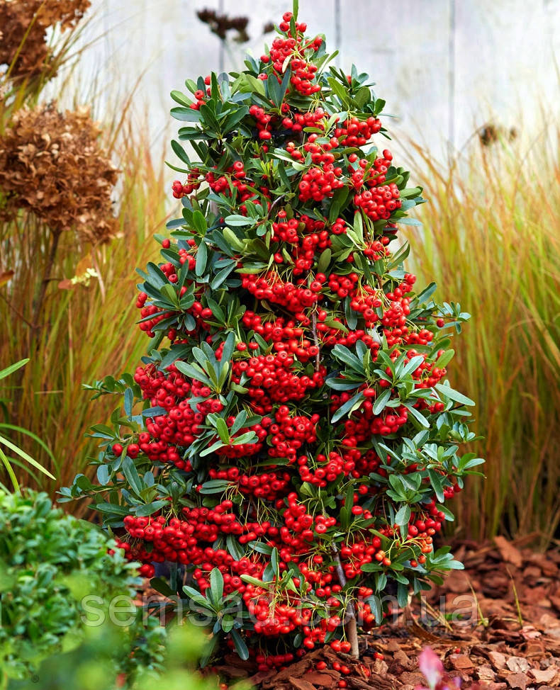 Піраканта карликова Ред Стар \ Pyracantha cocc. 'Red Star'PBR (саджанці 3 роки С3л )