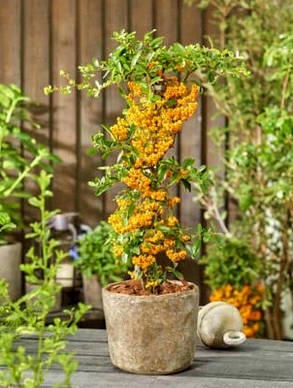 Піраканта карликова Санні Стар \ Pyracantha cocc. 'Sunny Star'PBR (саджанці 2 роки С1.5л ), фото 4
