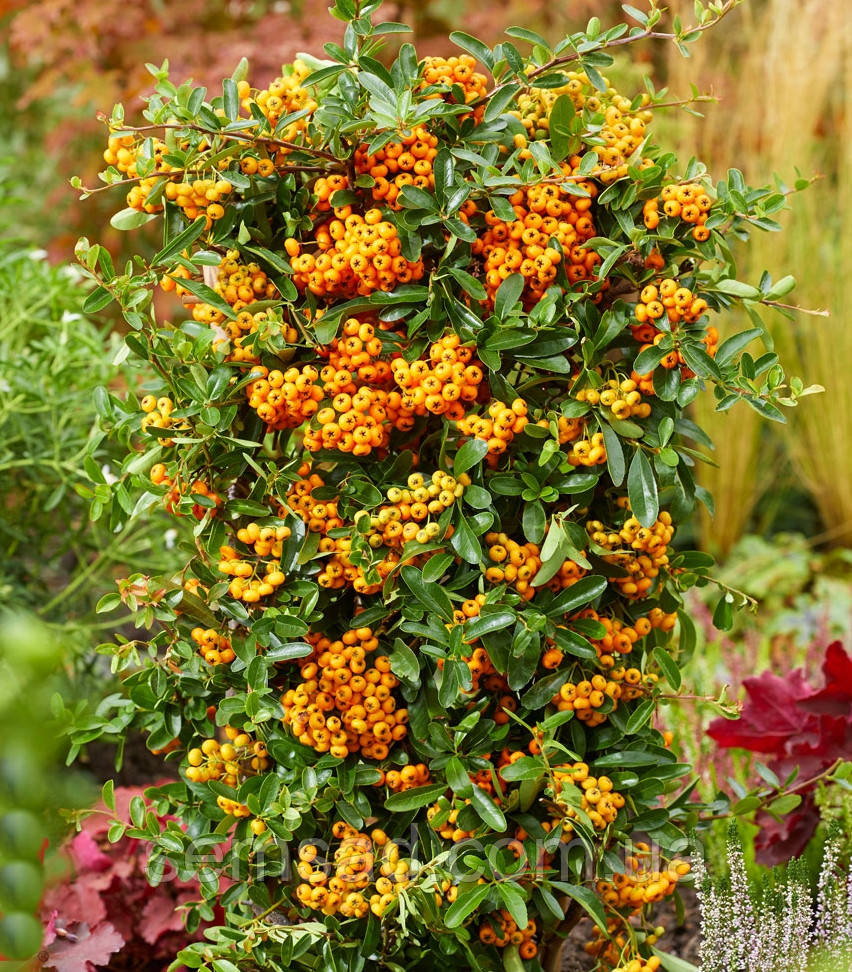 Піраканта карликова Санні Стар \ Pyracantha cocc. 'Sunny Star'PBR (саджанці 3 роки С3л )