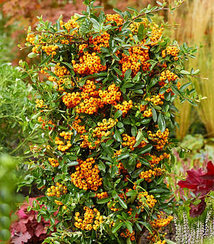 Піраканта карликова Санні Стар \ Pyracantha cocc. 'Sunny Star'PBR (саджанці 2 роки С1.5л ), фото 1