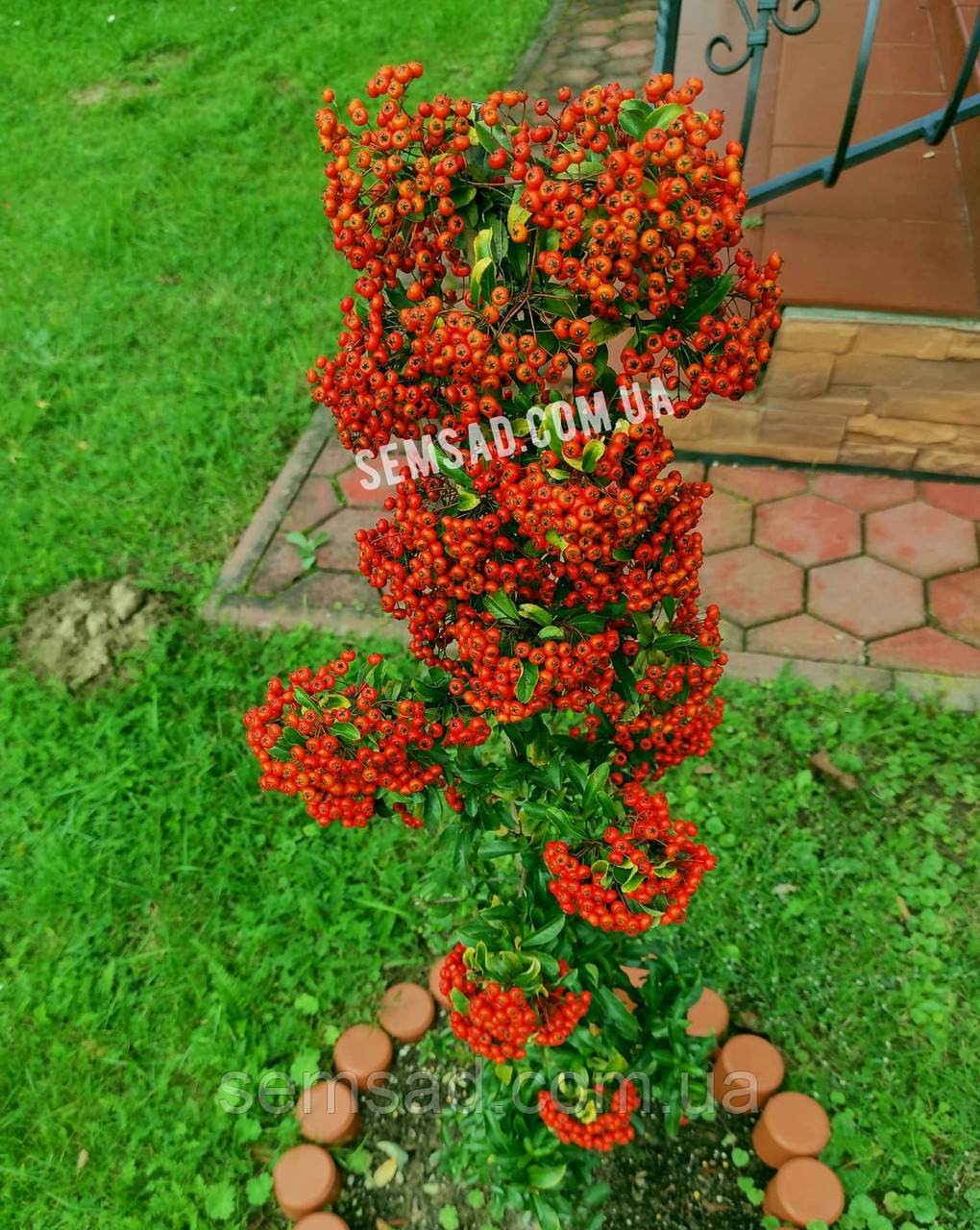 Пираканта карликовая Оранж Стар \ Pyracantha cocc 'Orange star'PBR ( саженцы 2 года С1.5л ) - фото 2 - id-p1092612877