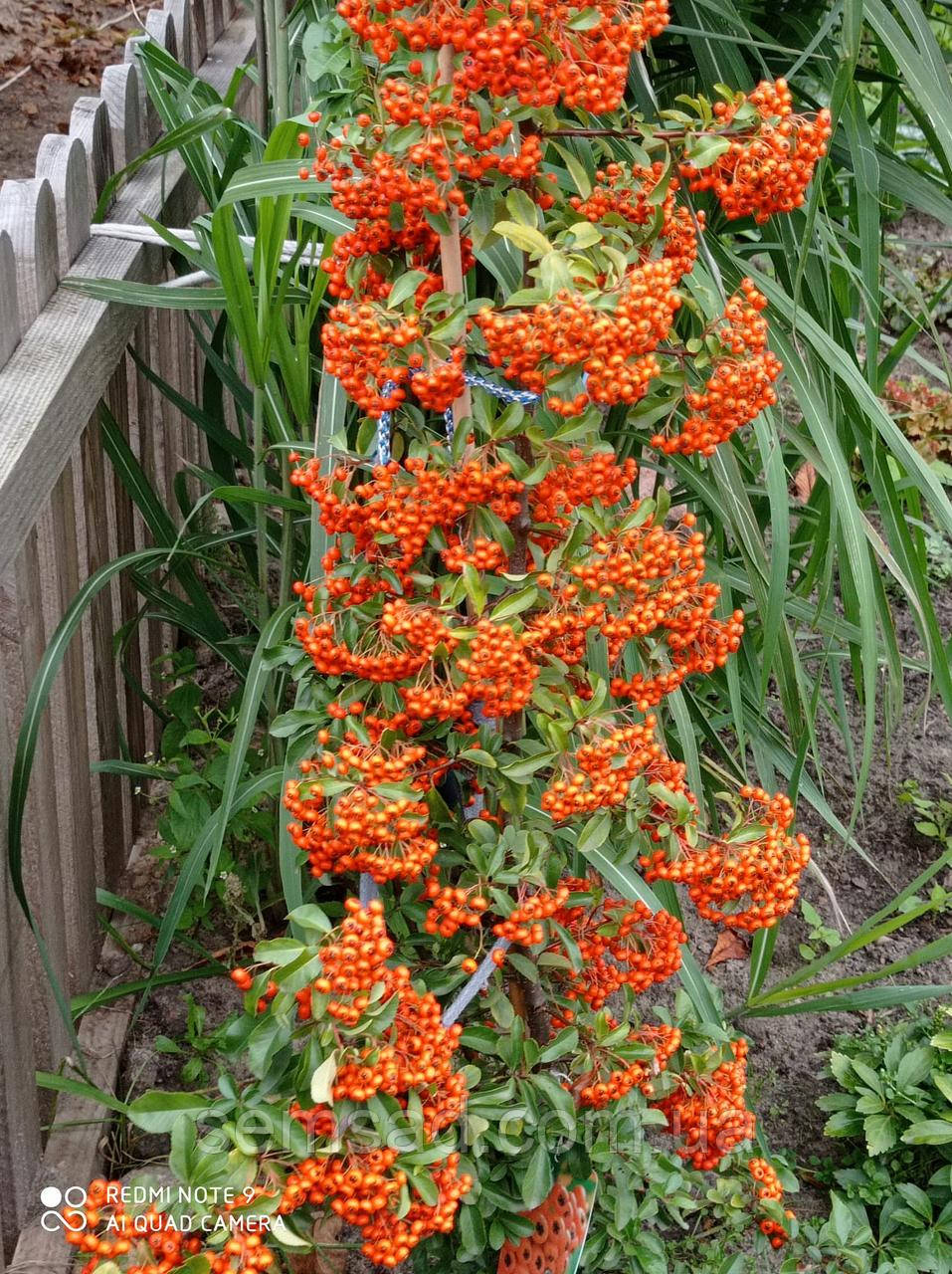 Пираканта карликовая Оранж Стар \ Pyracantha cocc 'Orange star'PBR ( саженцы 2 года С1.5л ) - фото 3 - id-p1092612877