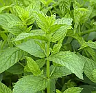 М'ята Спермінт перцева Hem Zaden/Нідерланди 0,1 г, фото 2