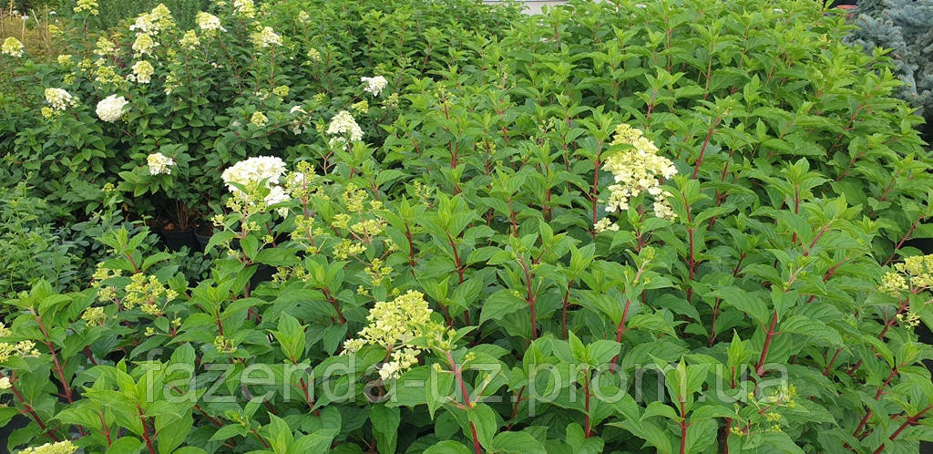 Гортензія волотиста (Hydrangea paniculata) в асортименті C2