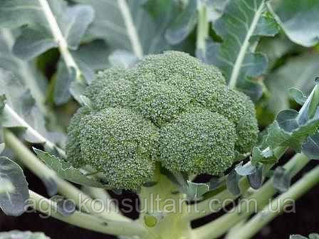 Насіння капусти броколі Монако F1 (Syngenta), поштучно - середньостигла (70-80 днів), стійка до хвороб