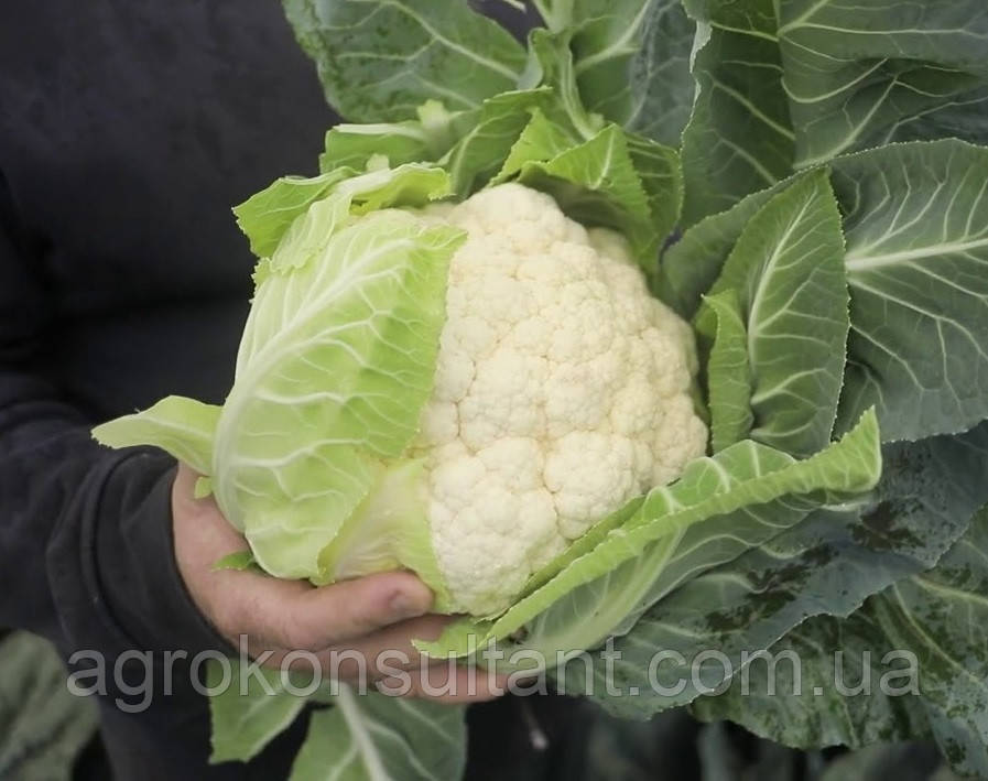 Насіння цвітної капусти Солістар F1 (Syngenta), 20 насінин — ранній гібрид (55-58 днів)