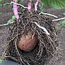 Голландські Насіння Картоплі ТОРНАДО 5кг, фото 7