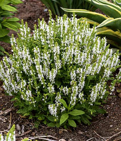 Шавлія дубравна Компакт Вайт ( саджанці р9 )